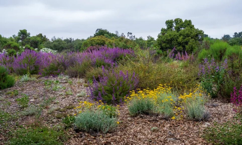 California Botanic Garden, United States